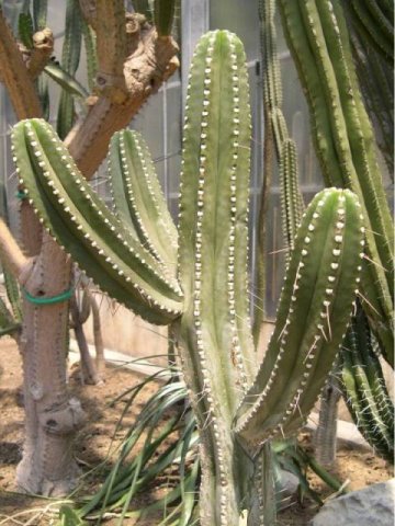 Gymnocereus_amazonicus